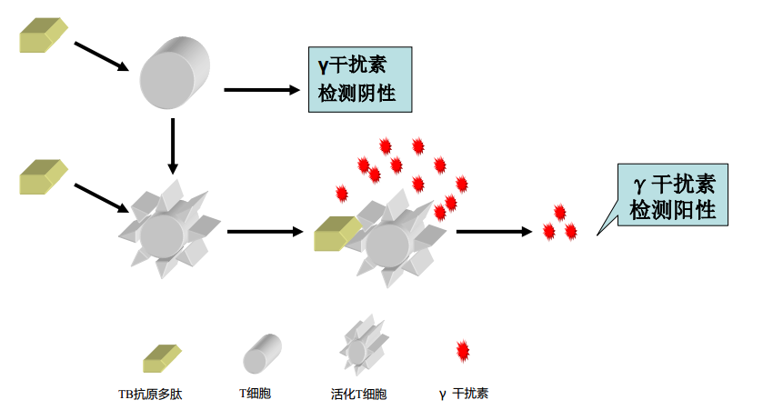 r干扰素释放试验_r干扰素释放试验阳性_结核杆菌r干扰素释放